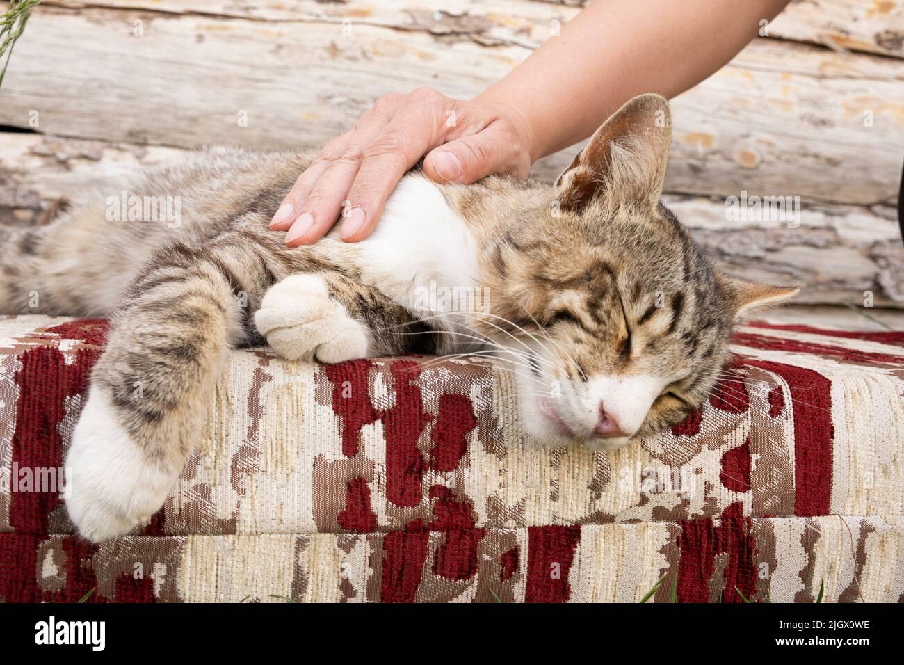 Tabby streunende Katze, friedlich schlafend tabby streunende Katze. Hand des kaukasischen Weibchen streichelte die niedliche Katze. Stockfoto