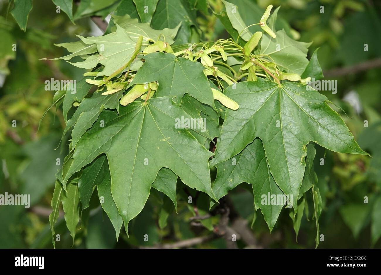 Samen auf den Ästen des Baumes im Frühjahr in Form von Kugeln Stockfoto