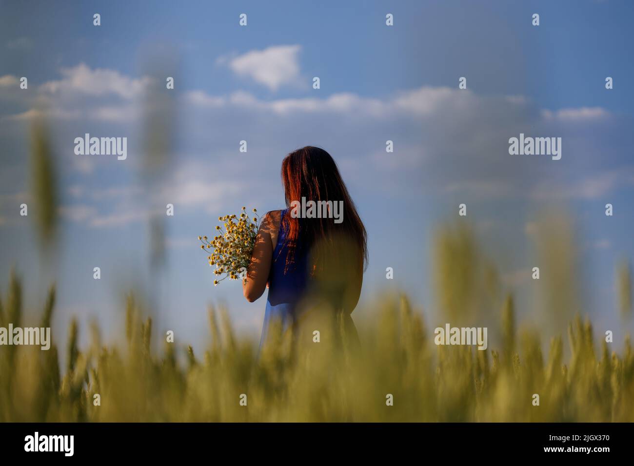 Frauen in einem Getreidefeld mit einem Blumenstrauß aus Kamillenkräutern. Zusammensetzung im Zusammenhang mit öcoligischen Produkten. Stockfoto