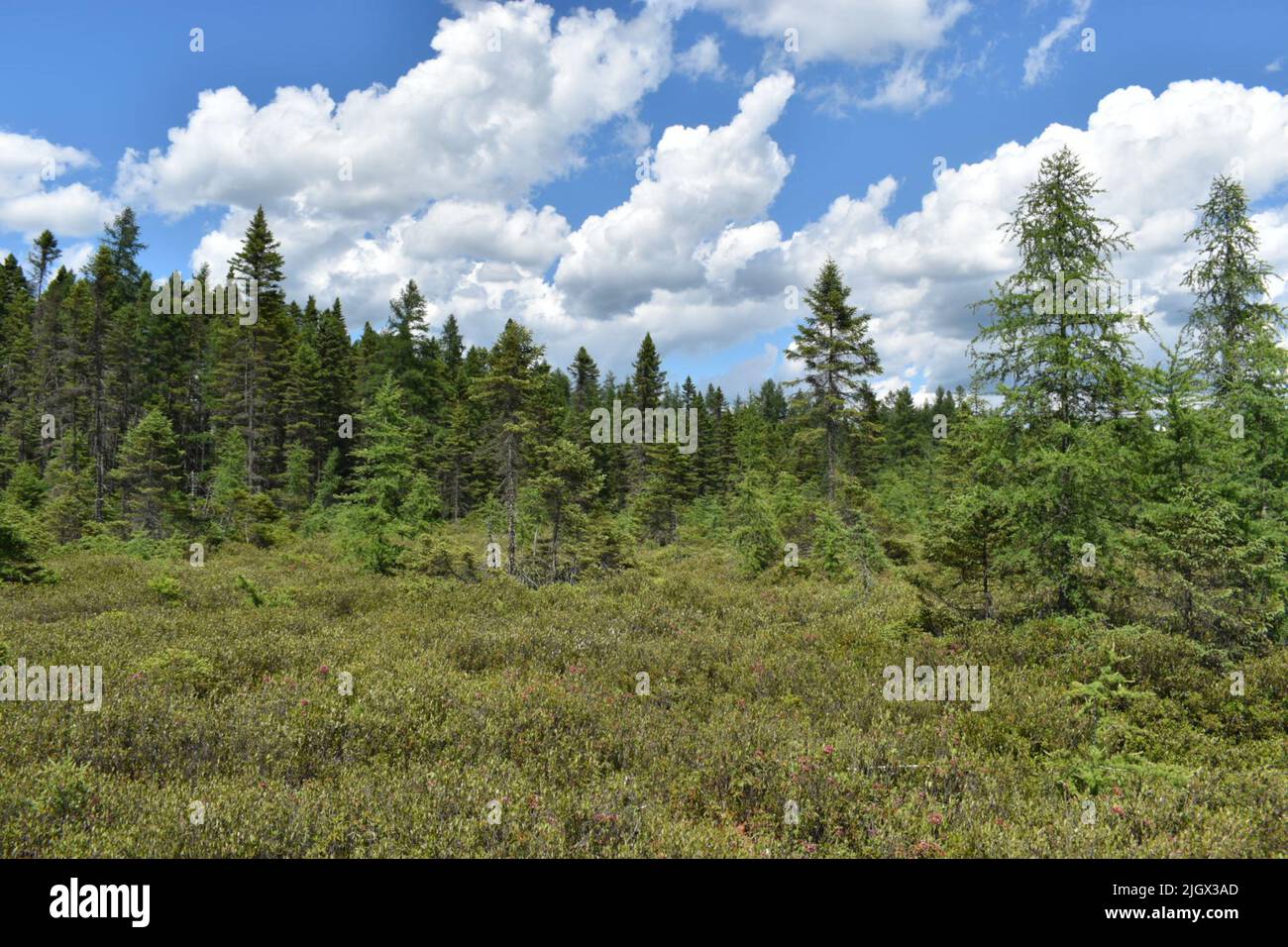 Eine wunderschöne Waldlandschaft im Parc ecoforestier de Johnville, Estrie, Quebec, Kanada Stockfoto