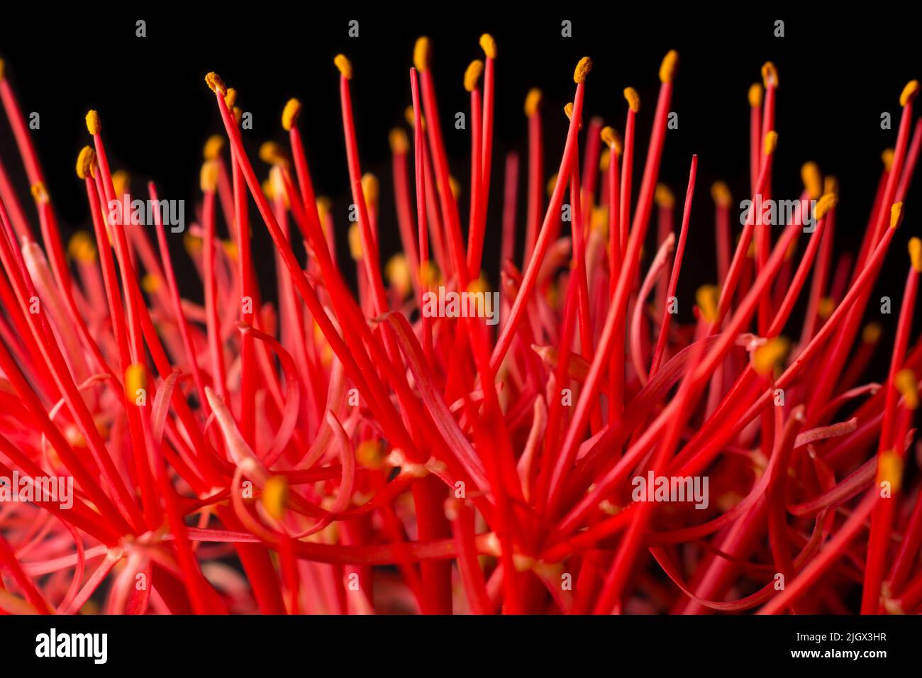 Nahaufnahme abstrakt von calliandra Blume, allgemein bekannt als Puderlilie oder Blut oder Feuerball Blume, Blätterball geformt, leuchtend rot und rosa Blüte Stockfoto