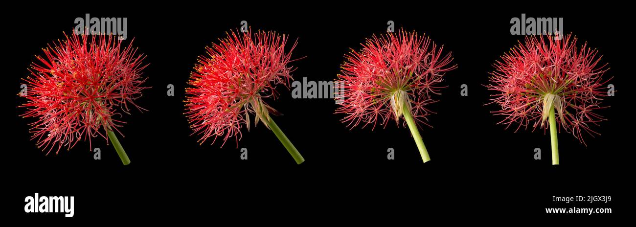 calliandra blüht in verschiedenen Winkeln, allgemein bekannt als Puderlilie oder Blut oder Feuerball Blume, Puffball geformt, leuchtend rot und rosa Blüte Stockfoto