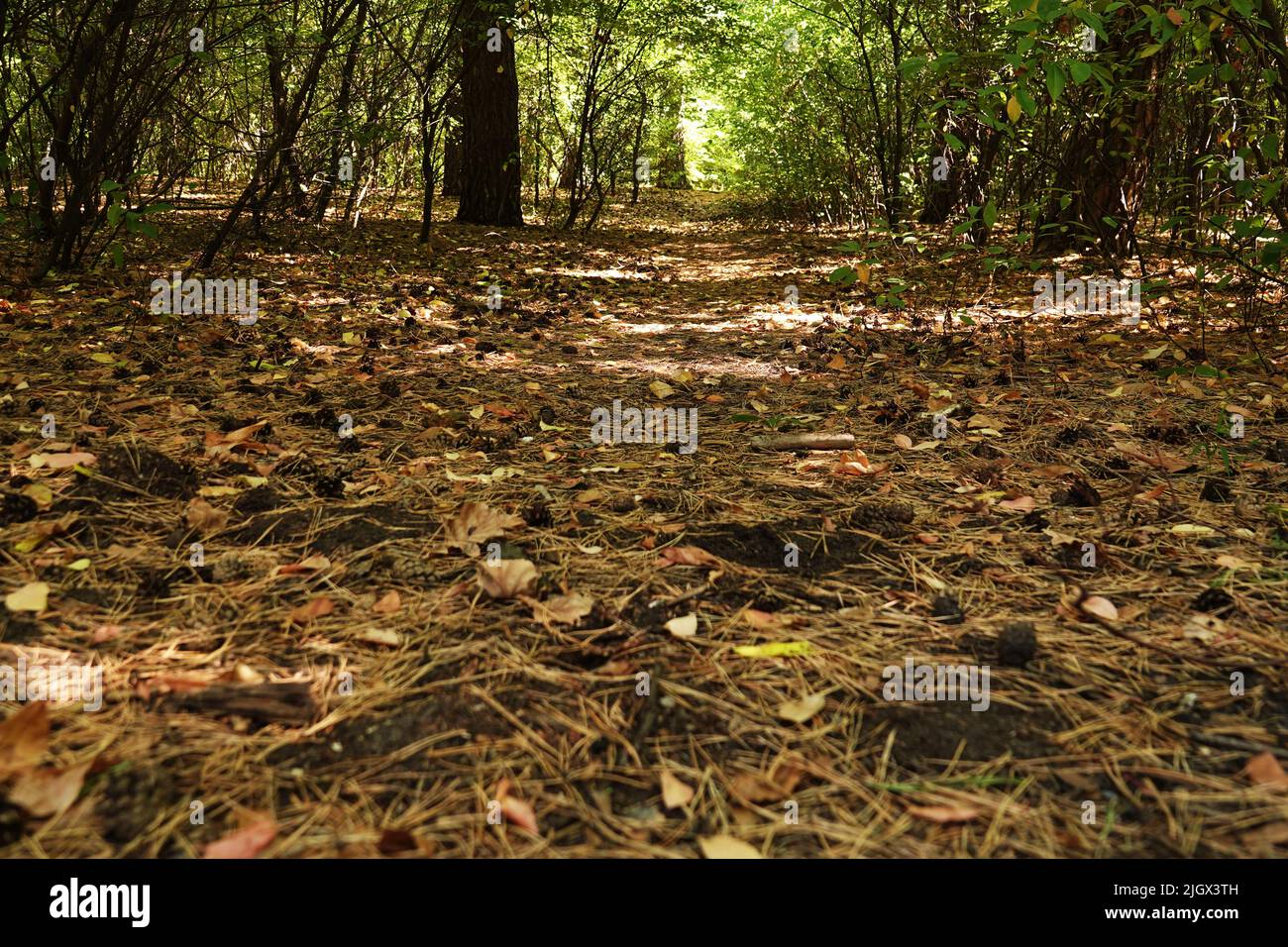 Gut ausgetretener Weg im Sommerwald Stockfoto