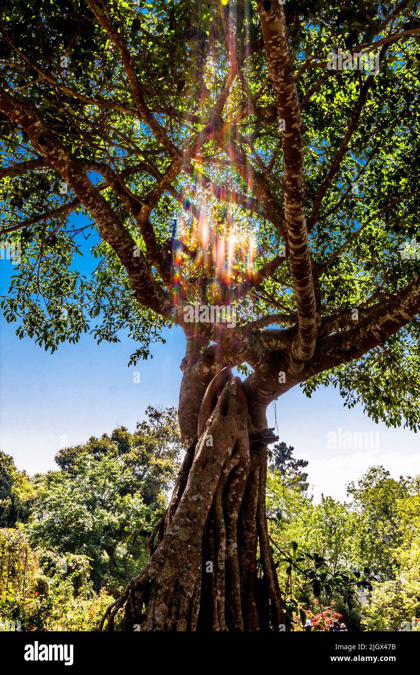 Der spirituelle Baum des Bhuping-Palastes hat einen Lichtstrahl in der Mitte des Baumes. Nicht verändert oder fotoshopped. Heiliger Baum Stockfoto