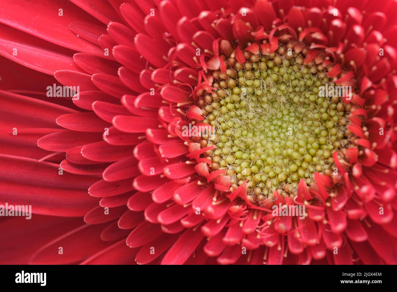 Makro von roten Gerbera jamesonii (Gerbera Daisy) Blütenblättern und Stamen Stockfoto