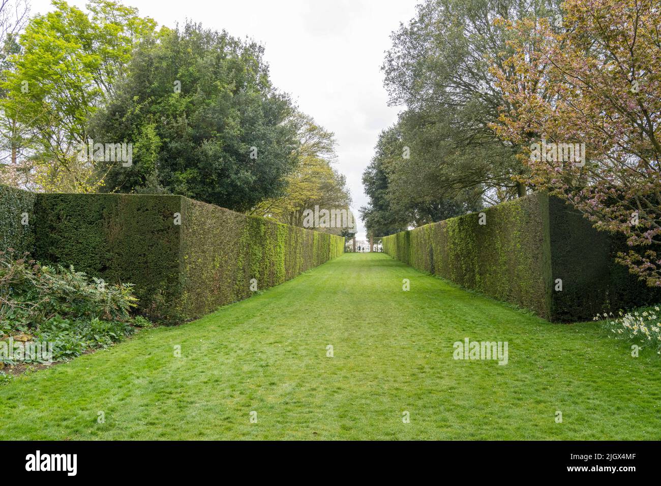 Der lange Spaziergang, Anfang Frühling, Hidcote Manor Estate Garden, Chipping Campden, Cotwolds, Gloucestershire UK Stockfoto