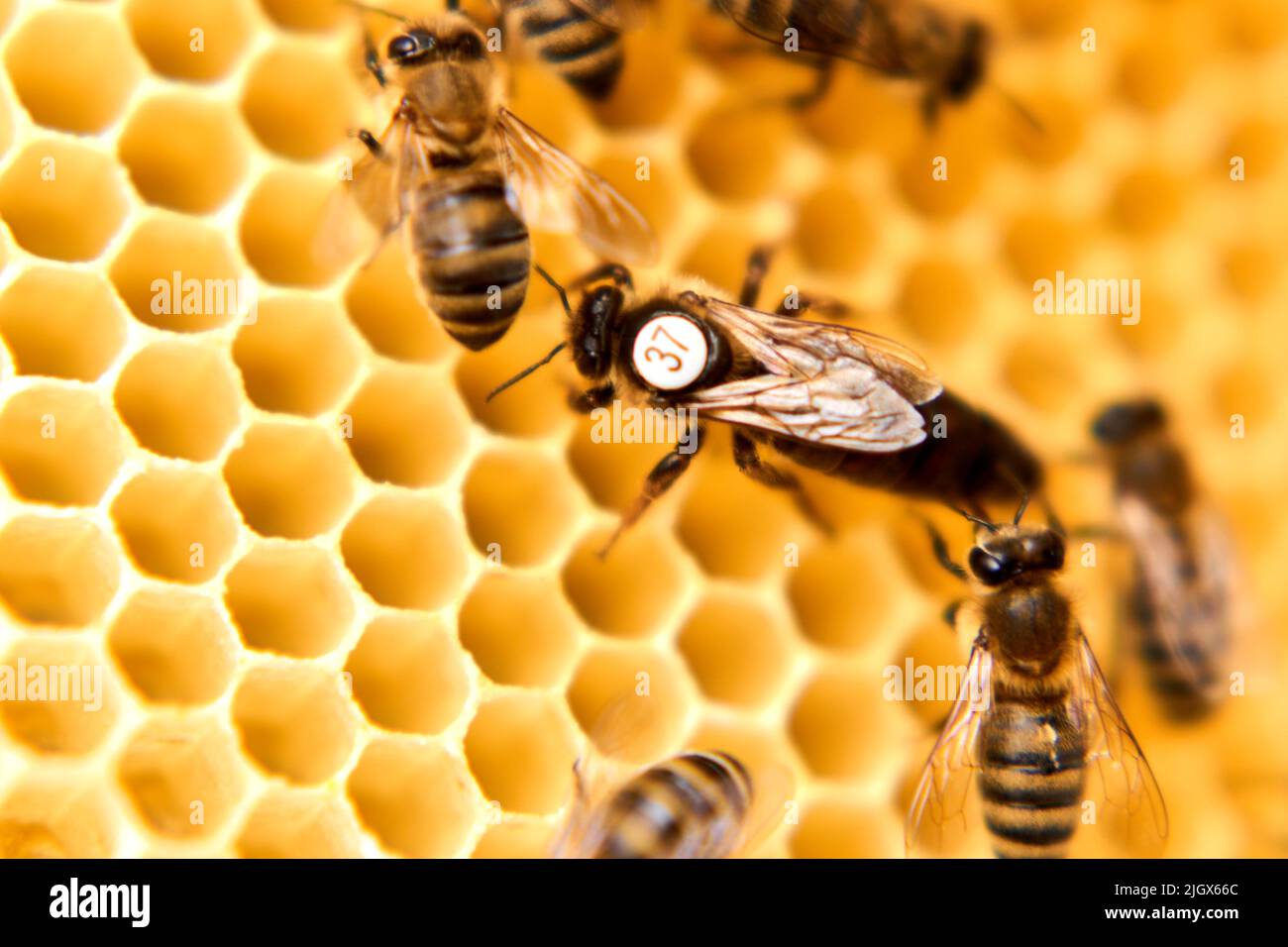 Bienenkönigin in einem künstlichen Bienenstock Stockfoto