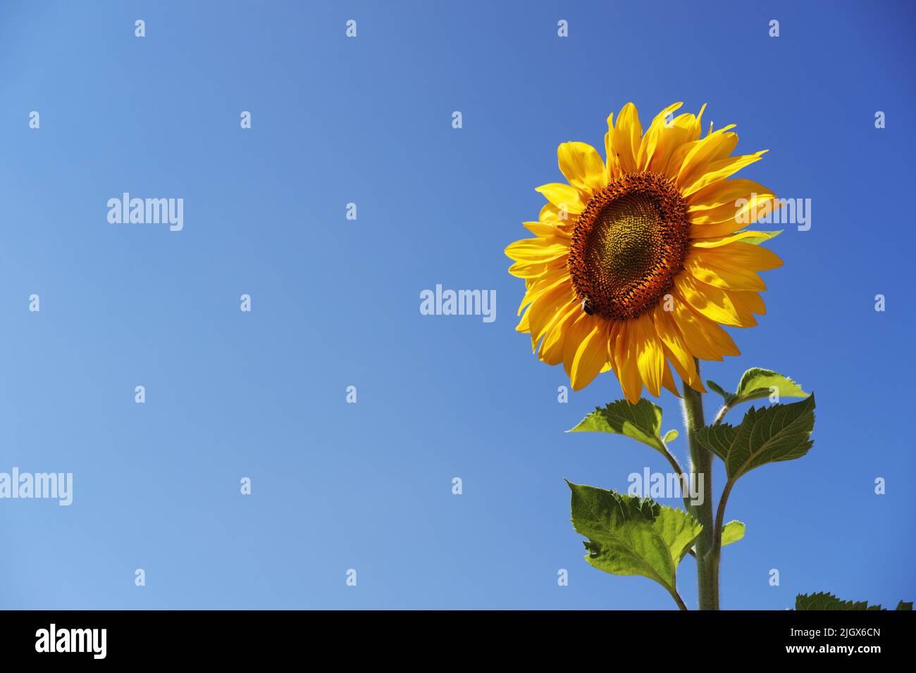 Sonnenblume über blauem Himmel und kleine Biene auf Blume Stockfoto