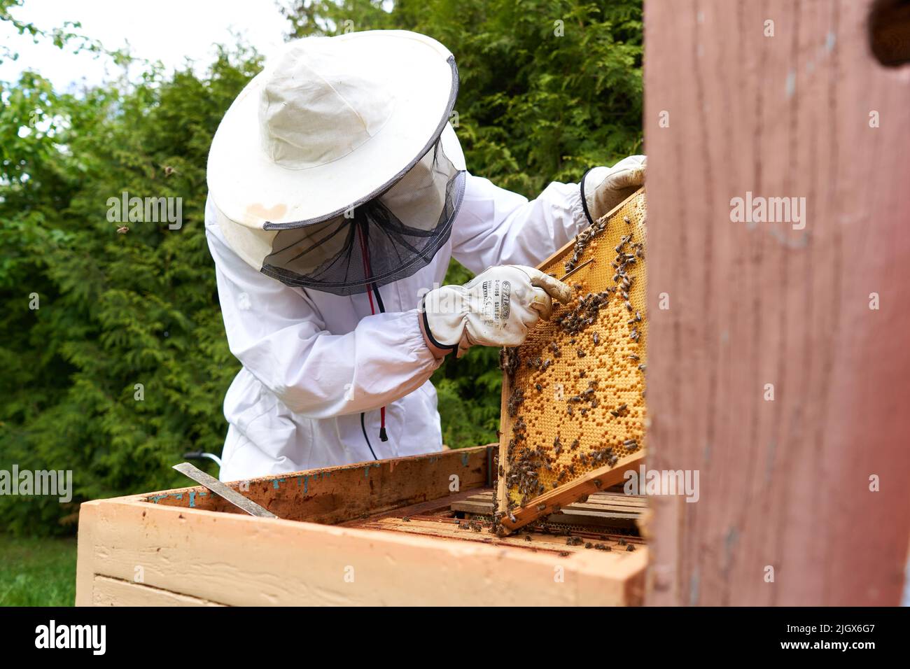 Mann in Schutzanzug, der Honig aus einem Panel eines künstlichen Bienenstocks nimmt Stockfoto