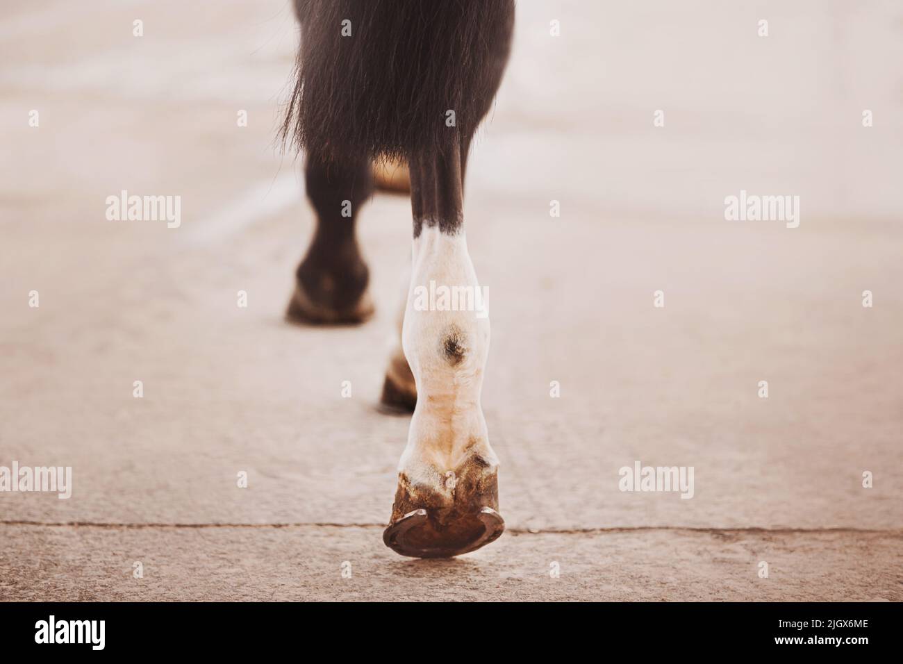 Die Beine eines schwarzen schönen Pferdes mit schurrenden Hufen auf dem Asphalt im Stall. Pferdesport. Hufeisen. Stockfoto