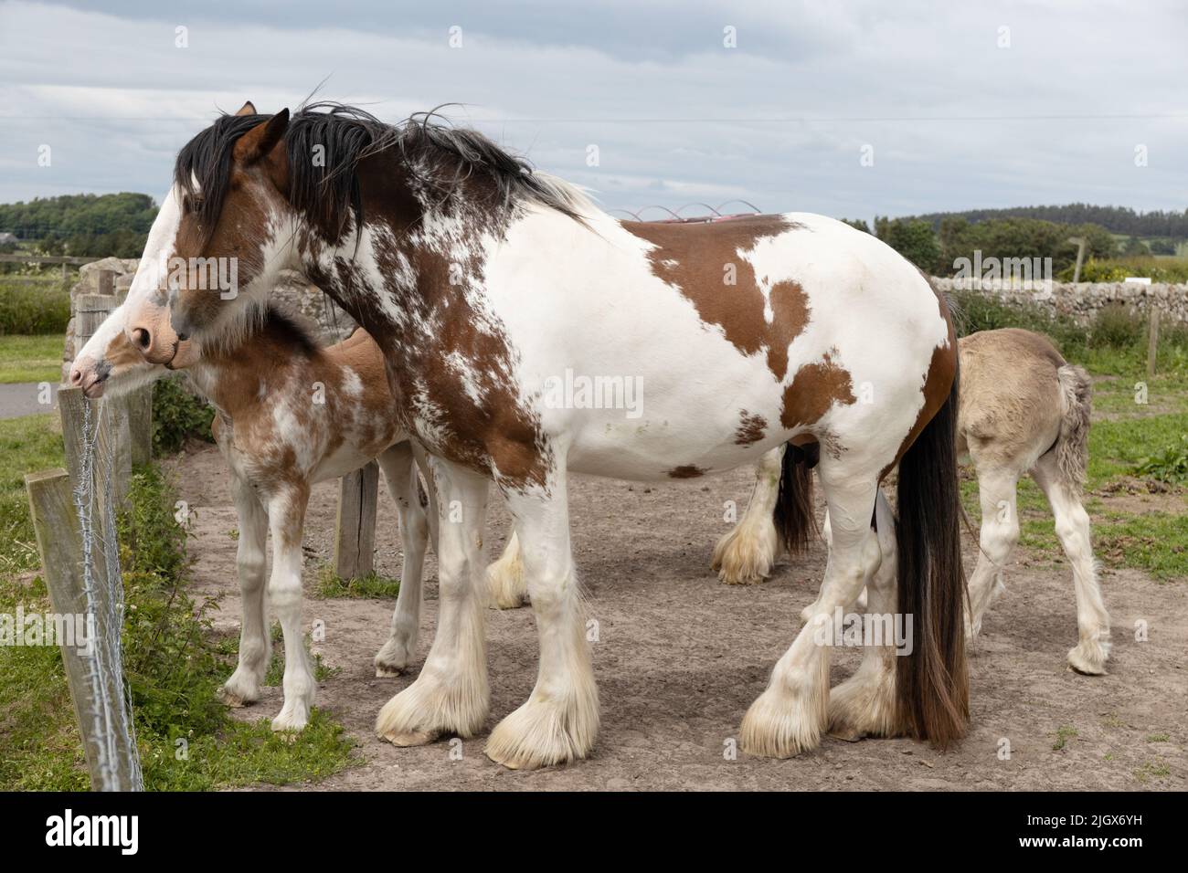 Clydesdale Heavy Horse mit einem Fohlen, das über einen Zaun blickt Stockfoto