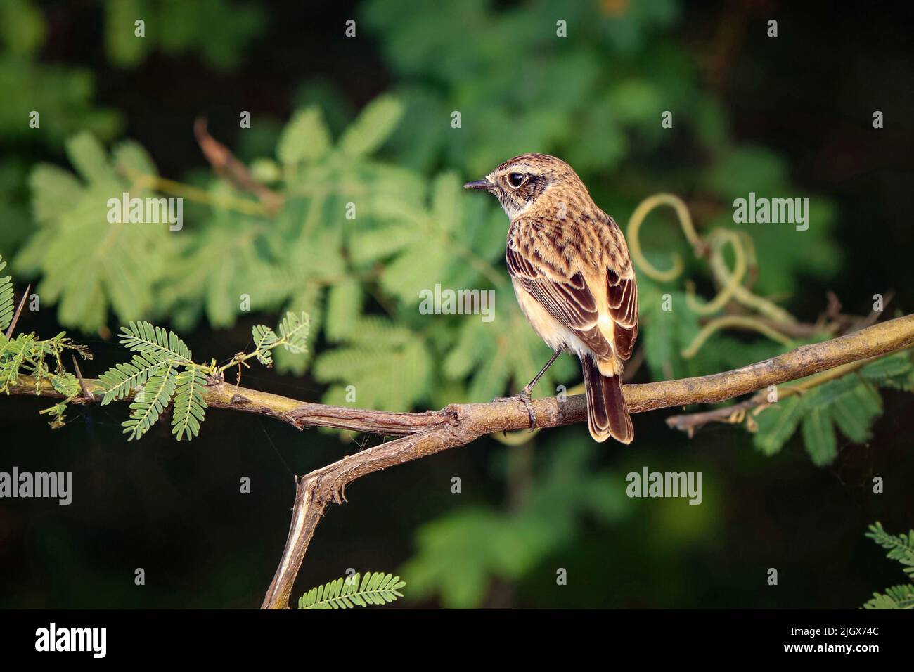 Steinechat, Sibirischer Steinechat, gewöhnlicher Steinechat das Weibchen thront auf einem Zweig mit unscharfem grünen Hintergrund. Stockfoto
