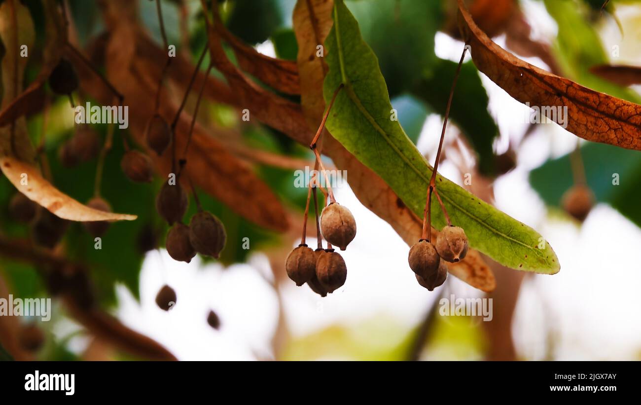 Baum mit Samen Stockfoto