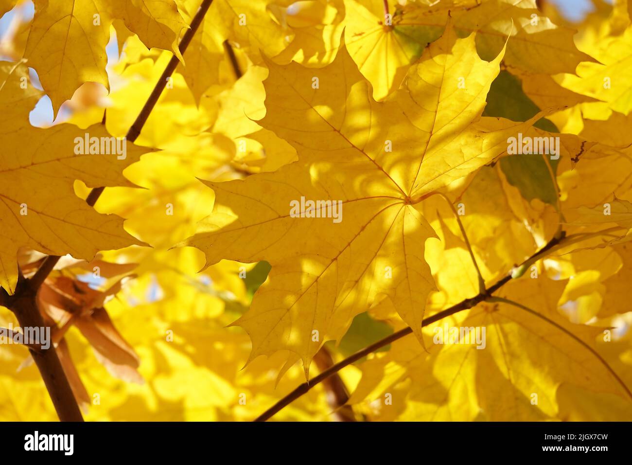 Herbstblatt auf einem Baumzweig in Sonnenstrahlen des Lichts Stockfoto