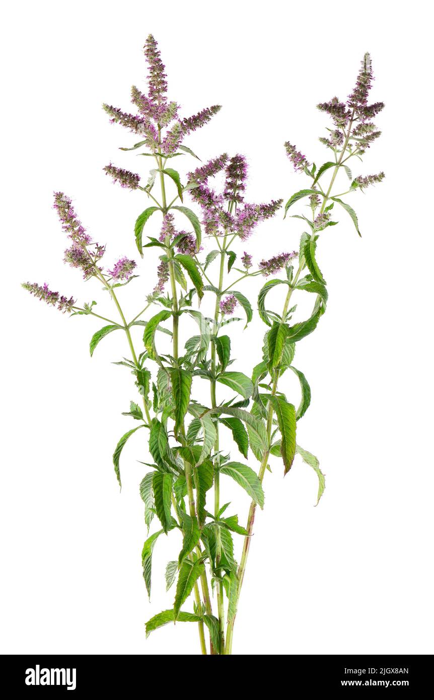 Silber Pferd Minze mit Blumen, isoliert auf weißem Hintergrund. Mentha longifolia. Kräutermedizin. Beschneidungspfad Stockfoto