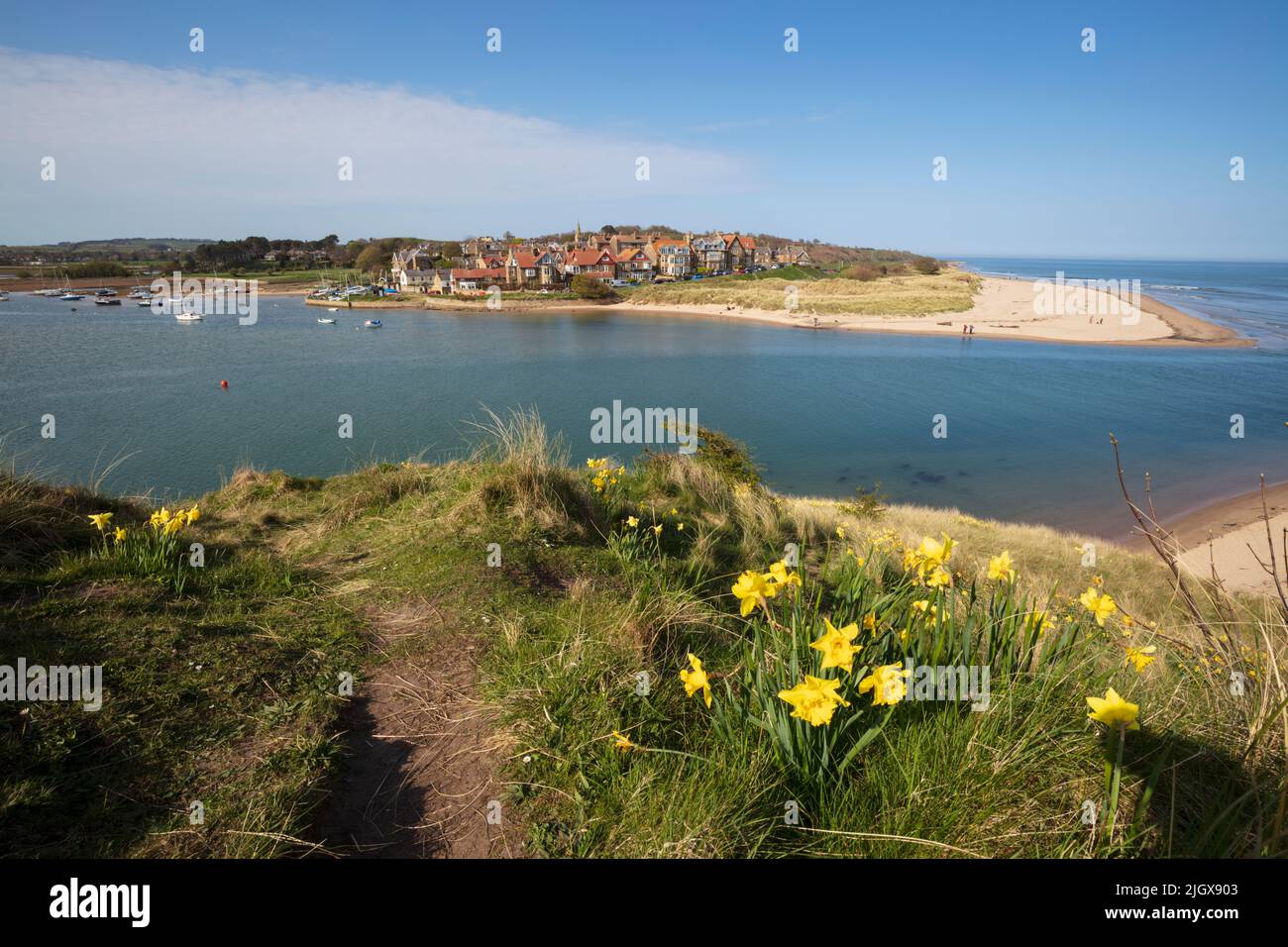 Blick auf Alnmouth und Alnmouth Beach bei Flut mit Frühlings-Narzissen, Alnmouth, Northumberland, England, Vereinigtes Königreich, Europa Stockfoto