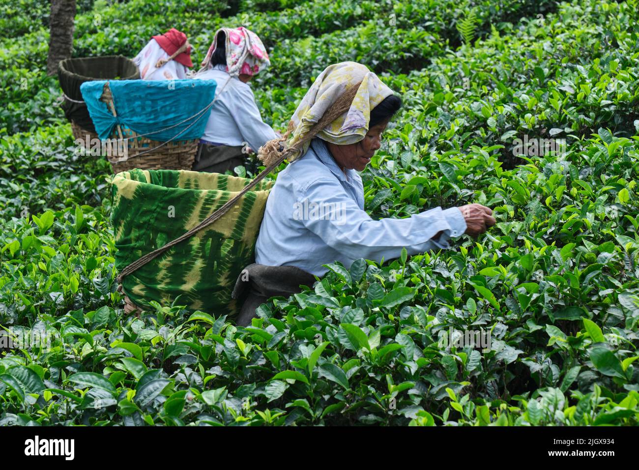DARJEELING, INDIEN, - Juni 23,2022 Erntehelfer, ländliche Arbeiterinnen, die zarte Teetriebe in den Gärten von Darjeeling pflücken, einem der besten Teesorten Stockfoto