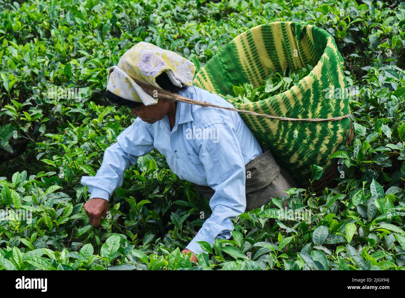 DARJEELING, INDIEN, - Juni 23,2022 Erntehelfer, ländliche Arbeiterinnen, die zarte Teetriebe in den Gärten von Darjeeling pflücken, einem der besten Teesorten Stockfoto