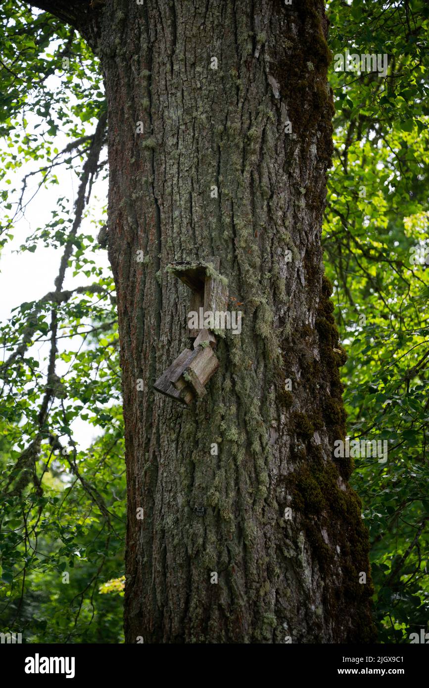 Ein alter moosiger und zerbrochener Vogelkäfig wurde an einen moosigen Baumstamm genagelt. Stockfoto