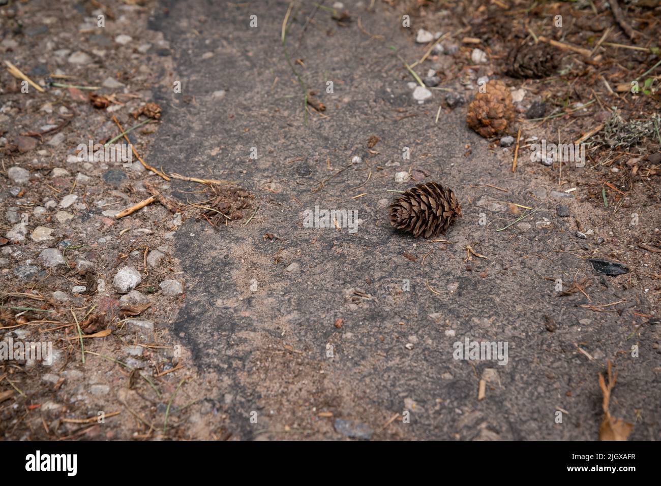 Ein Kegel aus Kiefern liegt auf der Asphaltstraße Stockfoto