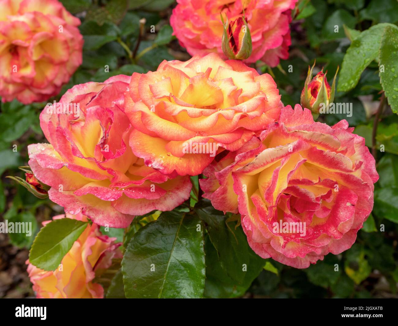 Schöne Rosen in einem Garten, Vielfalt Sheiras Parfüm Stockfoto