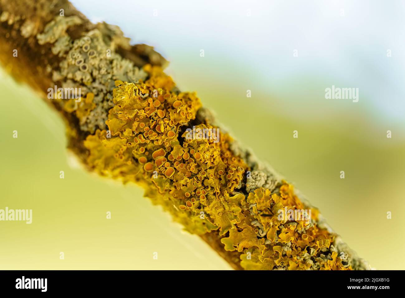 Foto eines Baumes mit seiner ganzen Textur und Rauheit, Makrofoto. Stockfoto