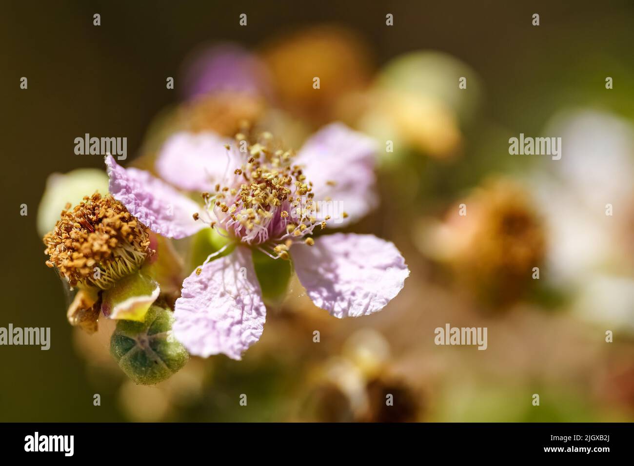 Wilde weiße Blume mit Blütenblättern und Stichtern in einer ganz nahen Aufnahme, Makrofoto. Stockfoto