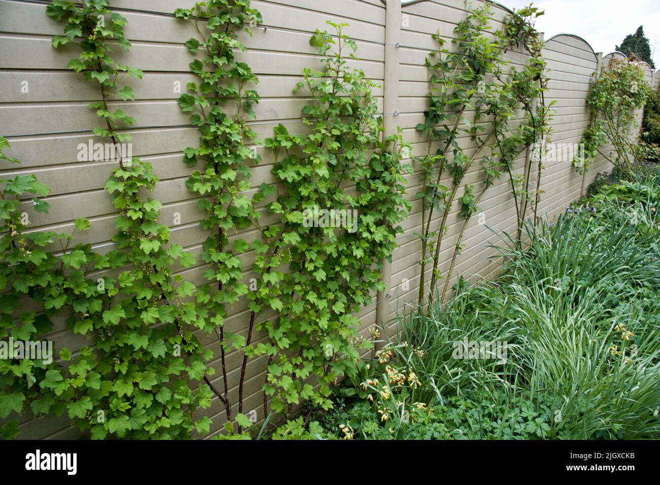 Espalier weiche Obstbüsche wachsen gegen einen Gartenzaun Stockfoto