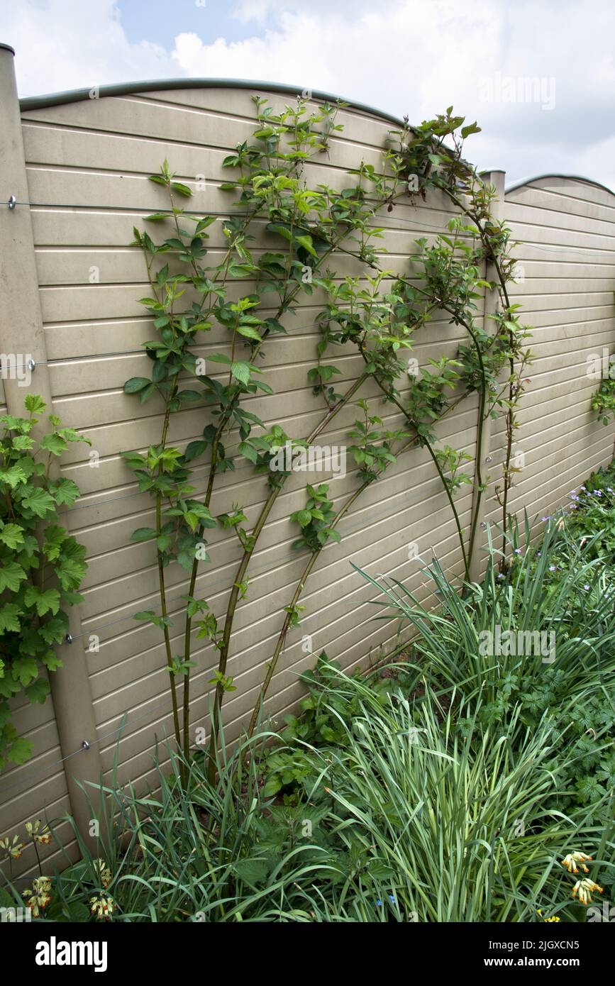 Weiche Obststräucher wachsen gegen einen Gartenzaun Stockfoto