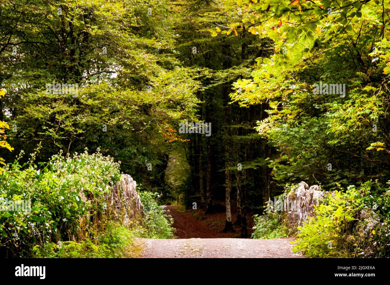 Überqueren Sie eine alte Steinbrücke im historischen Waldgebiet Deerpark in Cavan County, Virginia, Irland. Stockfoto