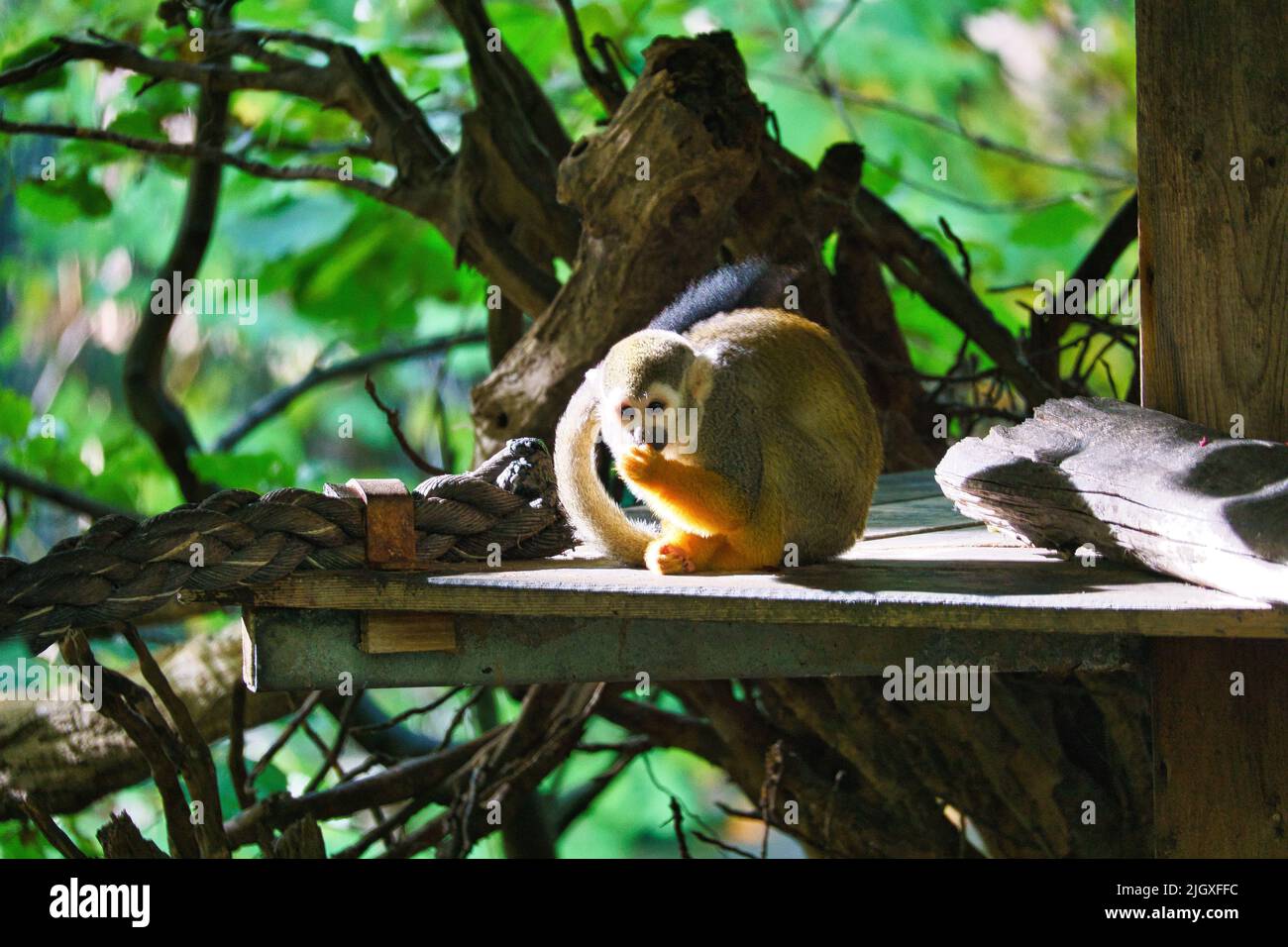 Eichhörnchen Affen sitzen auf einer Plattform und Essen nehmen. Auf einem Baum, der in Blätter gehüllt ist. Tierfoto eines Affen Stockfoto