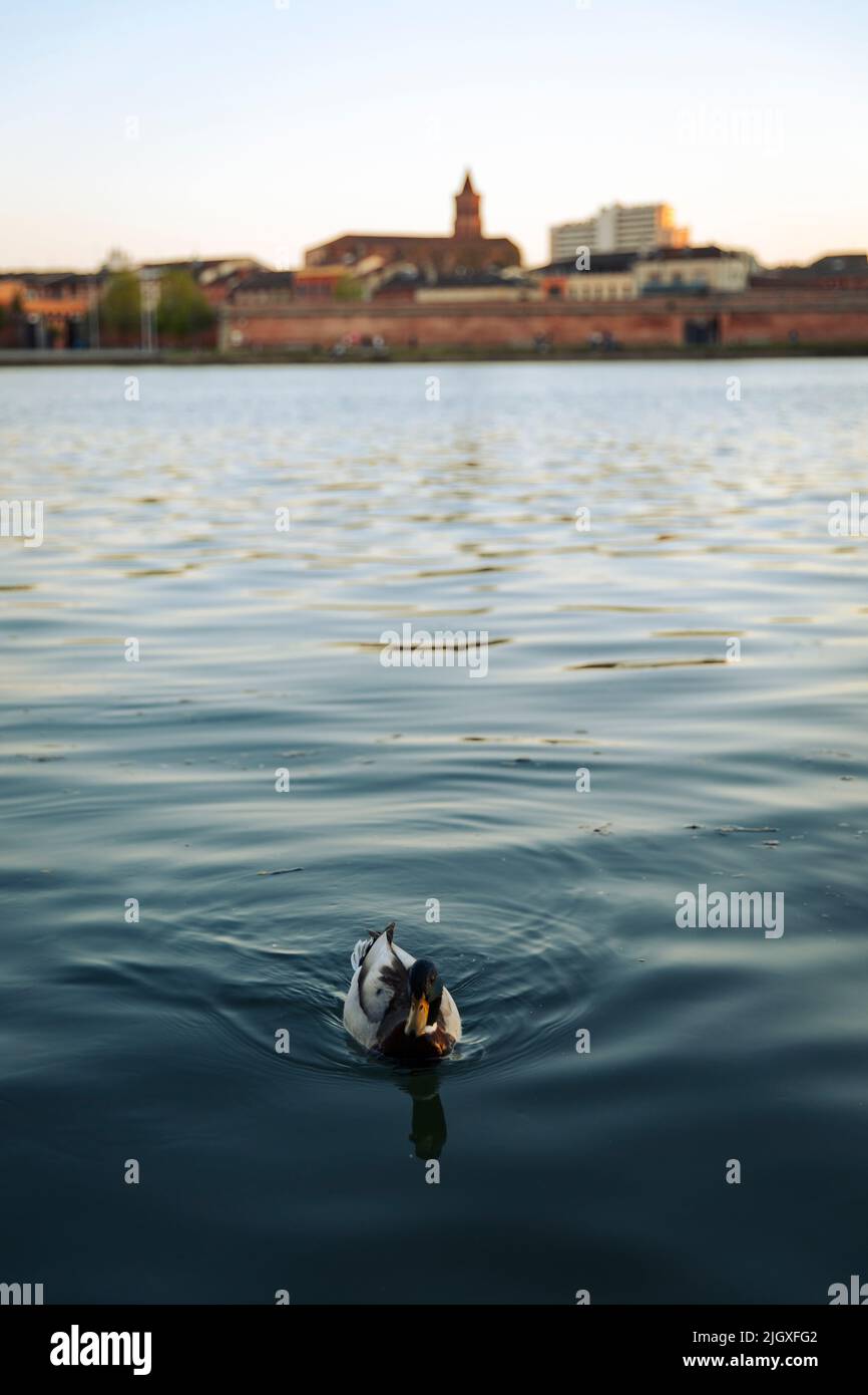 Entenschwimmen im Pont Neuf See, Toulouse während des Sonnenuntergangs Stockfoto