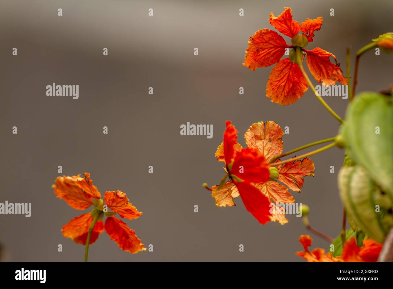 Die Blüte der blühenden Bauhinia kockiana Korth Pflanze ist orange, isoliert auf einem braunen Hintergrund Stockfoto