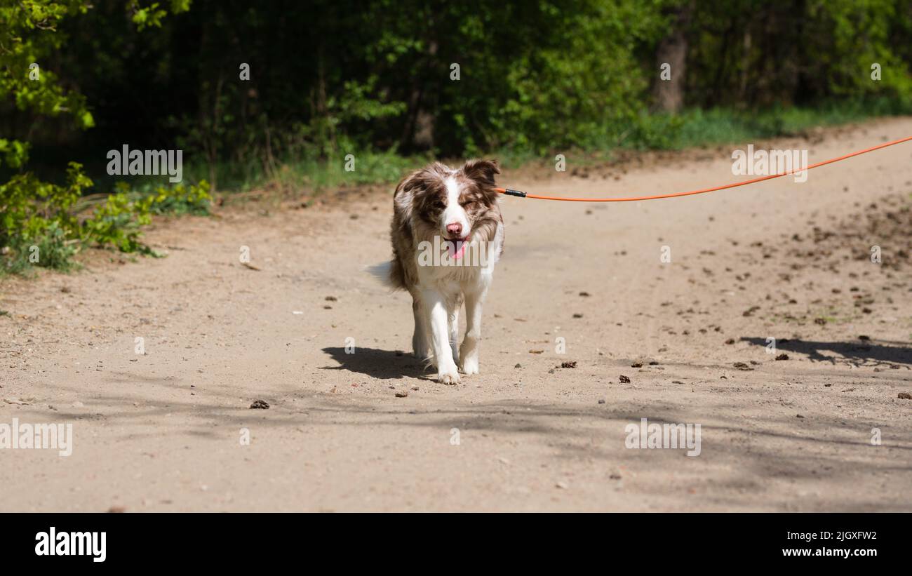 Weißes fell am hals Fotos und Bildmaterial in hoher Auflösung Alamy