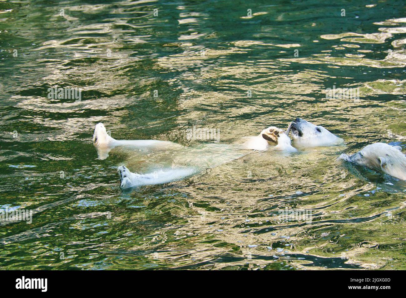 Eisbär schwimmend auf dem Rücken im Wasser. Weißes Fell des großen Raubtieres. Säugetierfoto Stockfoto