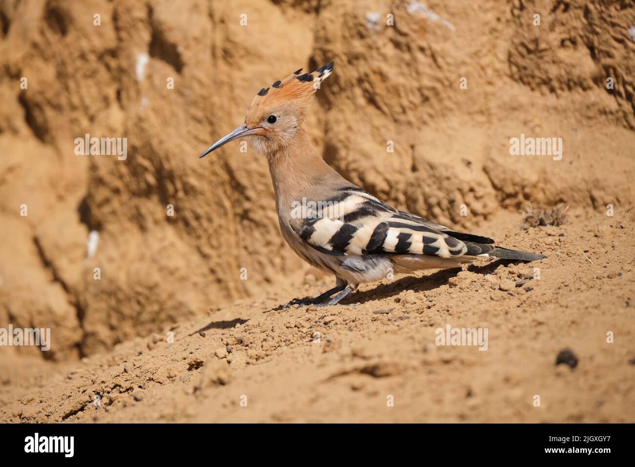 Eurasischer Wiedehopf-Vogel in der Nähe der Sandsteinklippe Stockfoto