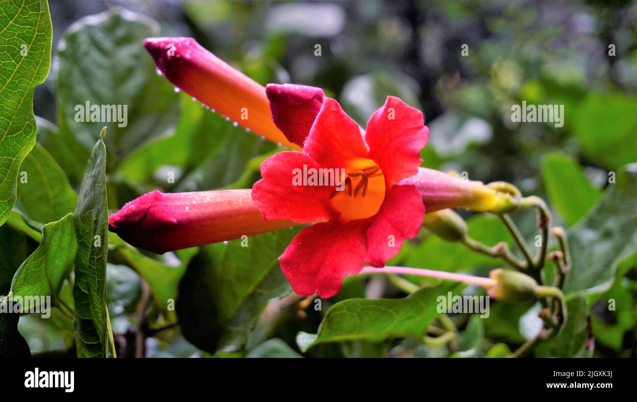 Nahaufnahme von schönen Blumen und Knospen von Amphilophium buccinatorium auch bekannt als mexikanische Blutblume, Trompete usw. Weinpflanze verwendet, um Dach zu schmücken. Stockfoto