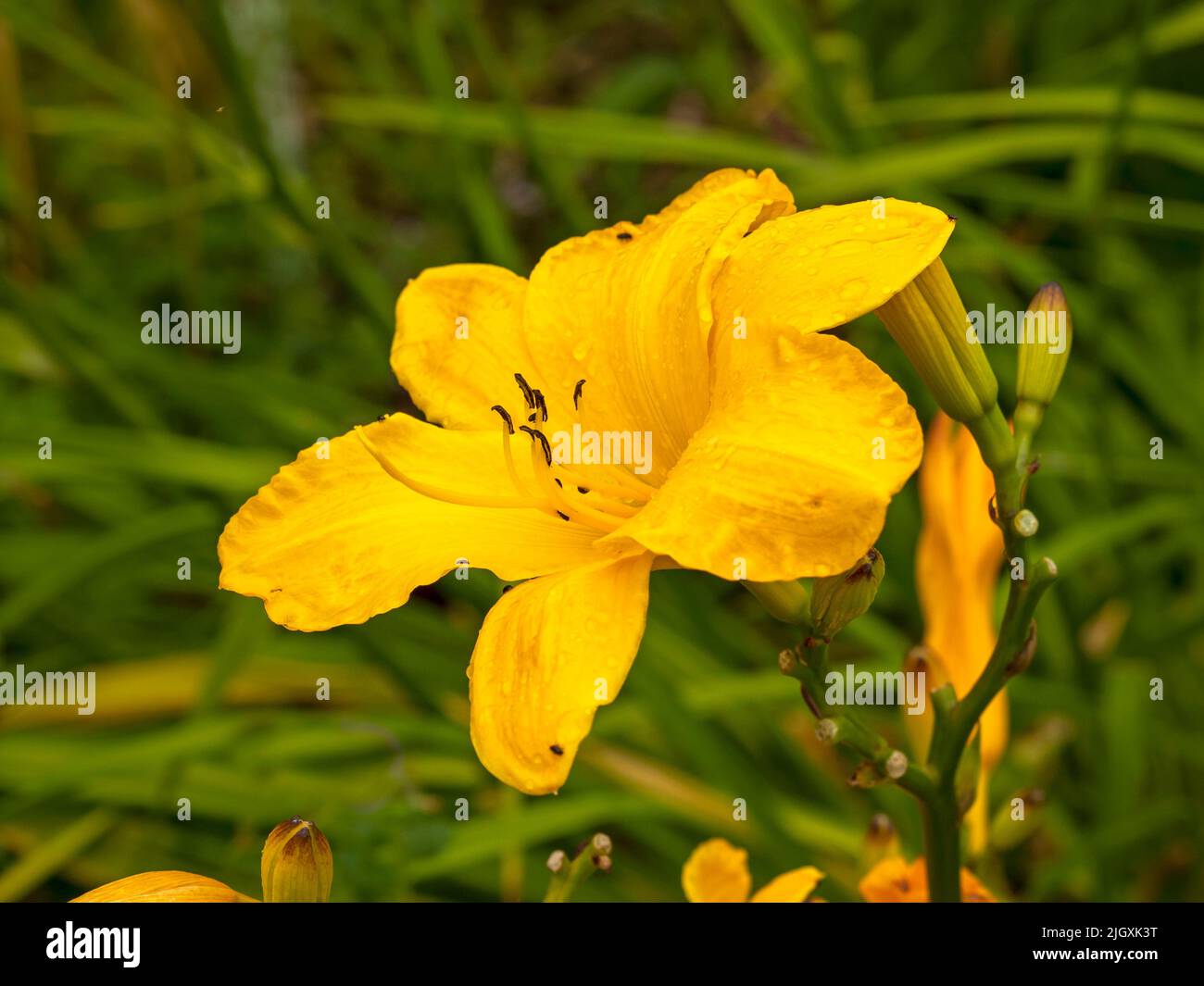 Schöne gelbe Hemerocallis Karrenräder Daylilie Blume Stockfoto