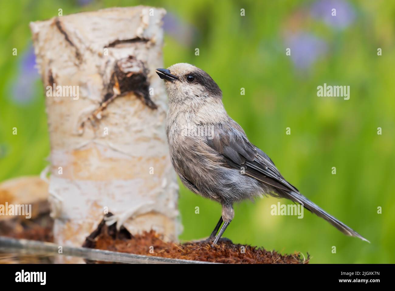 Grey Jay oder Canada Jay in Alaska Stockfoto