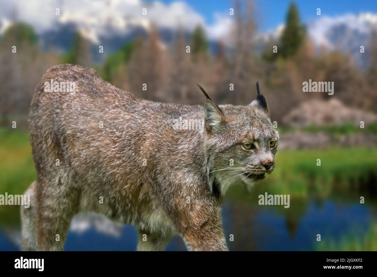 Canada Luchs (Lynx canadensis), mittelgroßer nordamerikanischer Felid, der sich über Alaska, Kanada und den Norden der Vereinigten Staaten erstreckt. Digitales Composite Stockfoto
