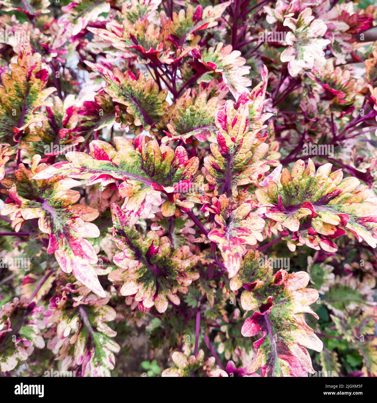 Abstrakter Hintergrund aus farbenfrohen Pflanzenblättern, aufgenommen in geringer Tiefenschärfe, rosa und rötlich gefärbten Naturtapeten oder -Hintergründen Stockfoto