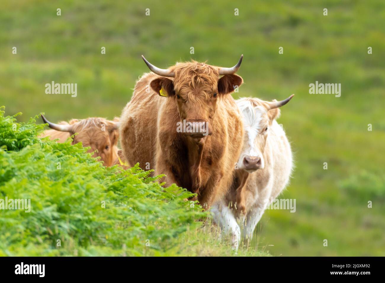 Highland Cows nähern sich über den Kamm eines Hügels, Ardnamurchan, Lochaber, Schottland, Großbritannien Stockfoto
