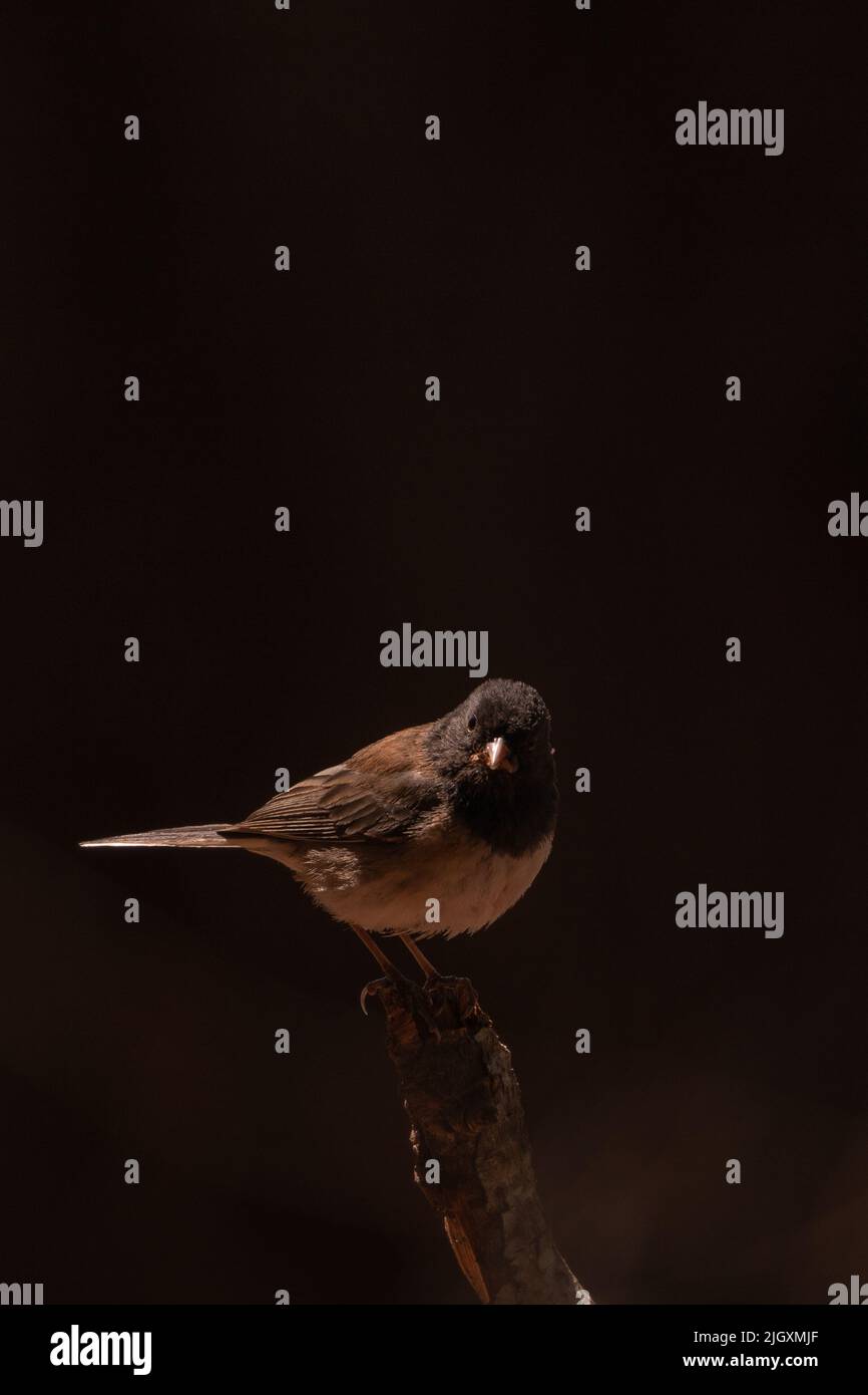 junco mit dunklen Augen sitzt auf einem Zweig und starrt vor schwarzem Hintergrund in der Nähe von Poets Cove, British Columbia Stockfoto