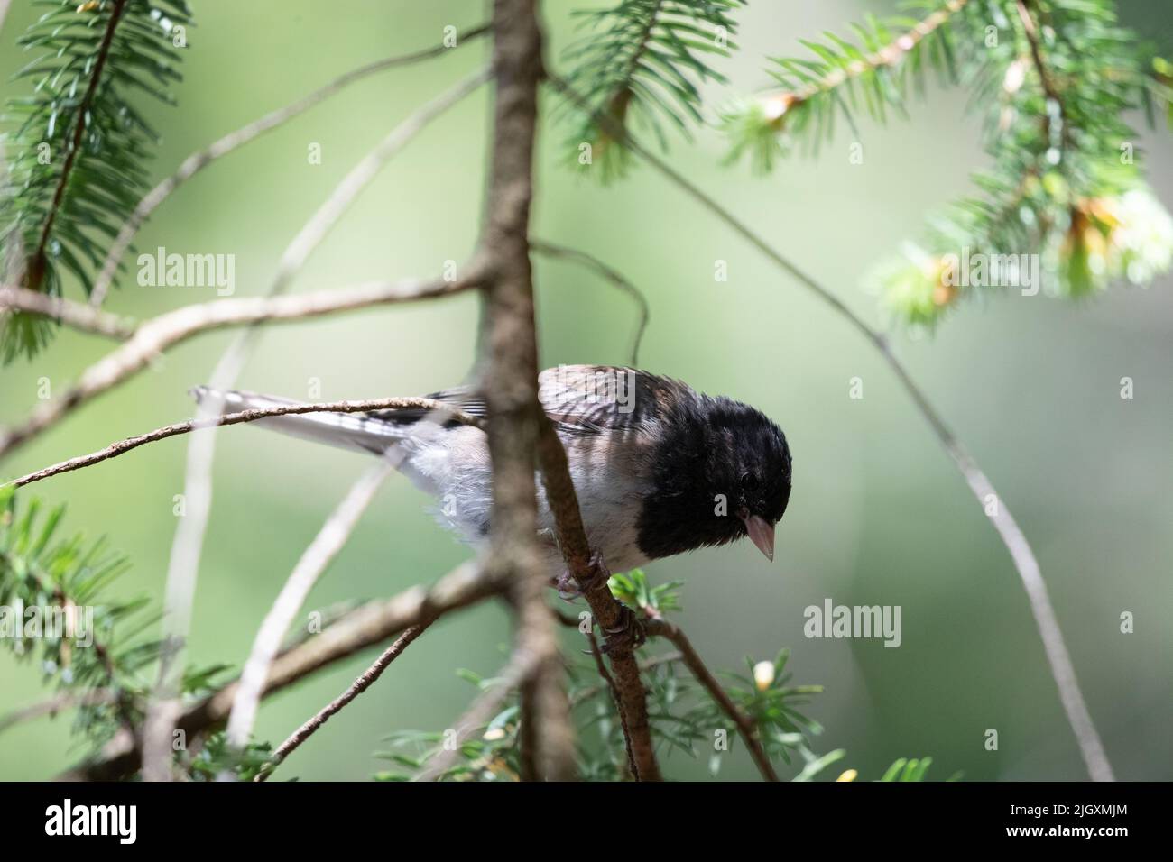 Dunkeläugiger junco sitzt auf einem Zweig und starrt in der Nähe von Poets Cove, British Columbia Stockfoto