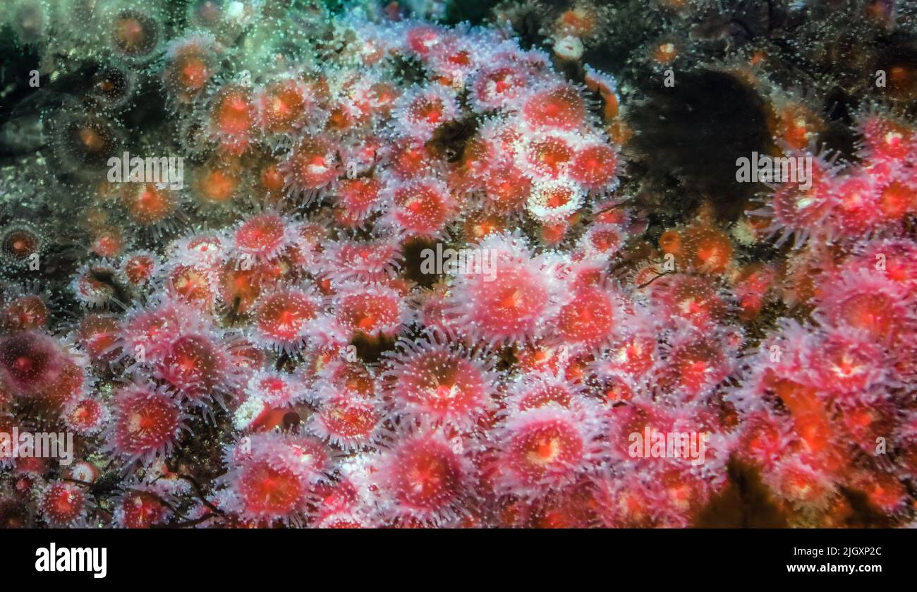 Erdbeermeer-Anemonen, Corynactis calyfornica, Pazifik Stockfoto