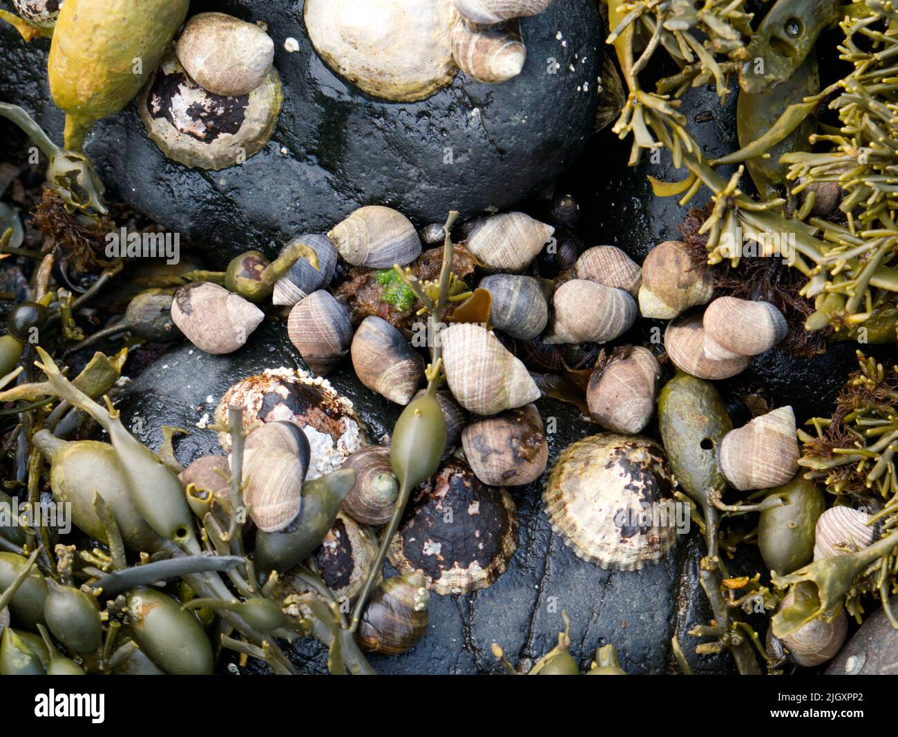 Periwinkles an der schottischen Küste Stockfoto