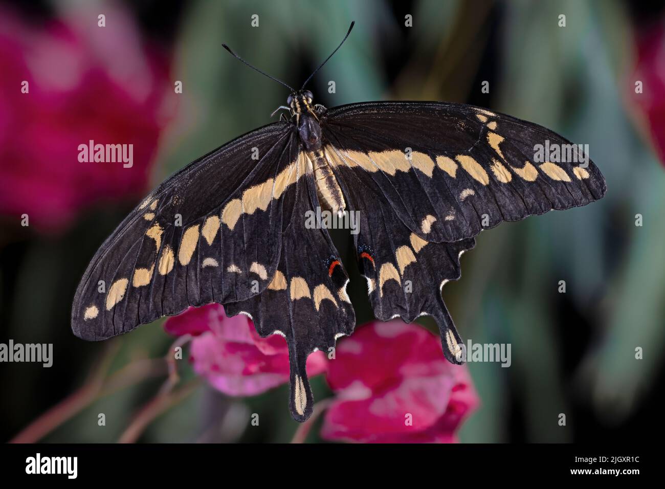 Riesige Schwalbenschwanz Schmetterling Papilio cresphontes Stockfoto