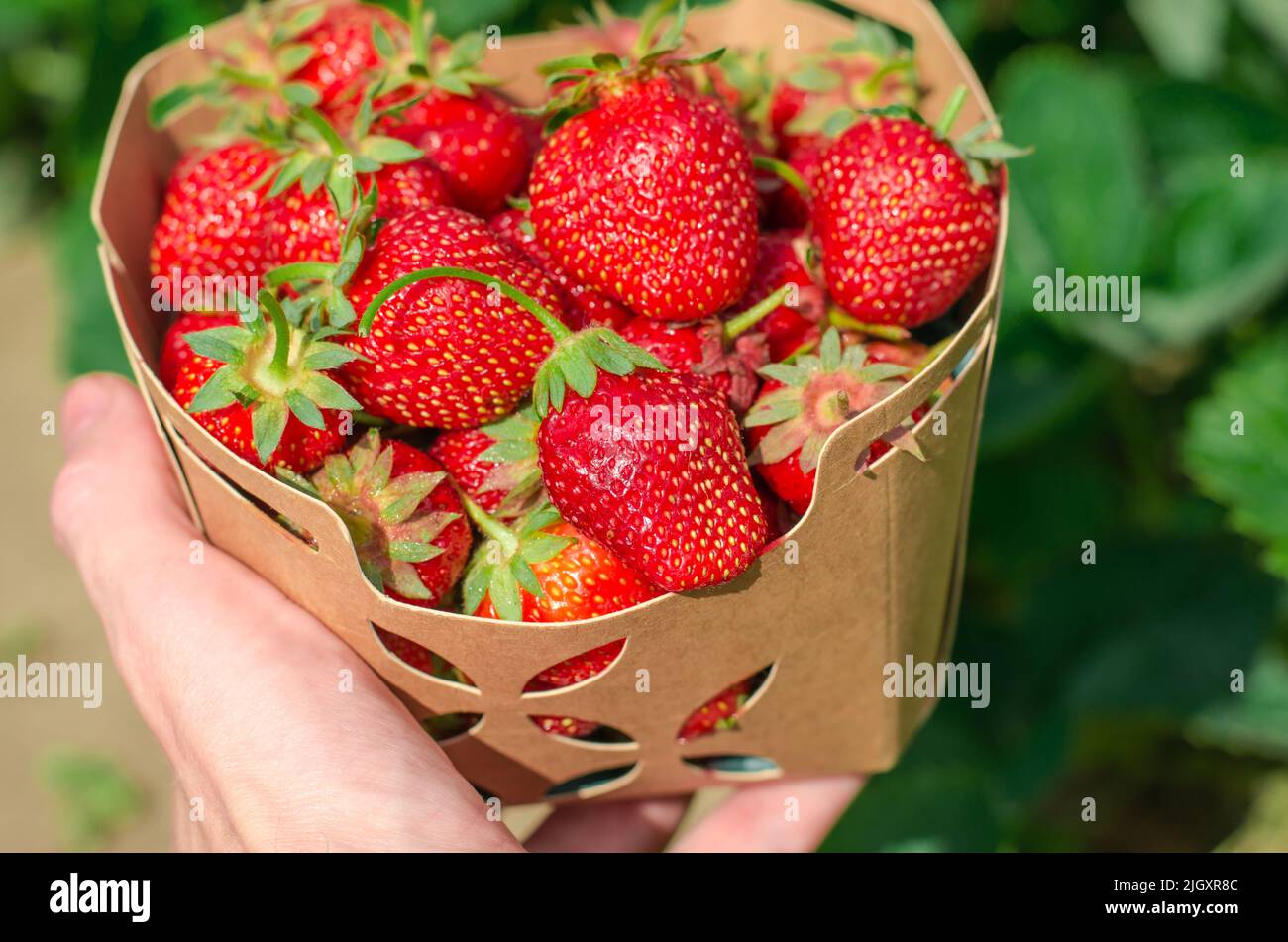 Karton mit frischen Erdbeeren, Nahaufnahme. Erdbeeren auf dem Land anbauen Stockfoto