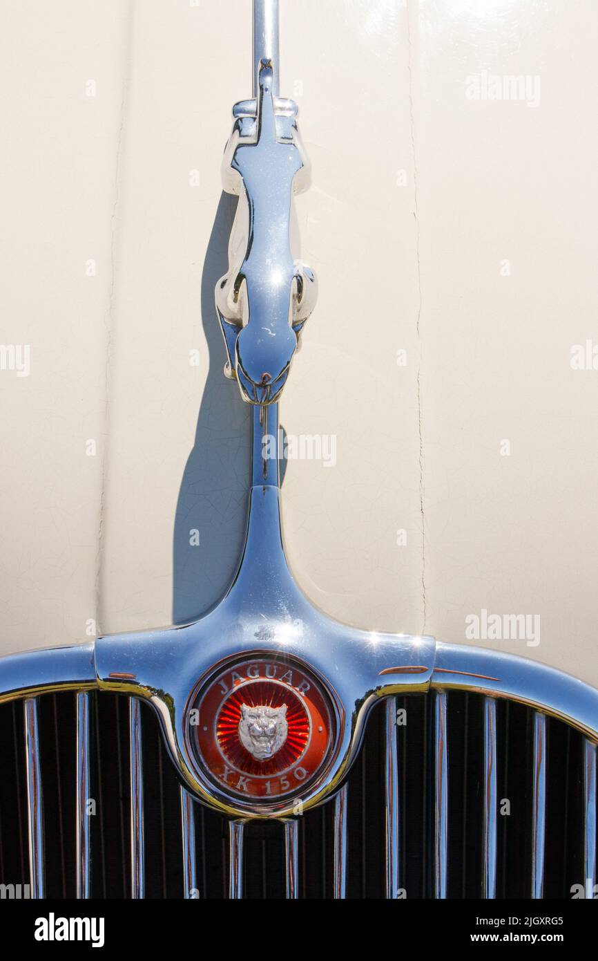 Nahaufnahme des verchromten Motorhaubenabzeichens des Jaguar XK150 auf cremefarbenem Lack Stockfoto