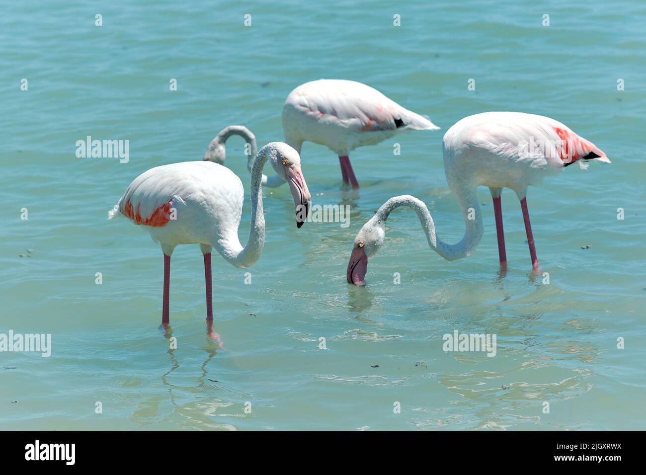 Ein Schwarm wunderschöner Flamingos auf der blauen Lagune des Mittelmeers. Costa Blanca. San Pedro del Pinatar. Spanien Stockfoto